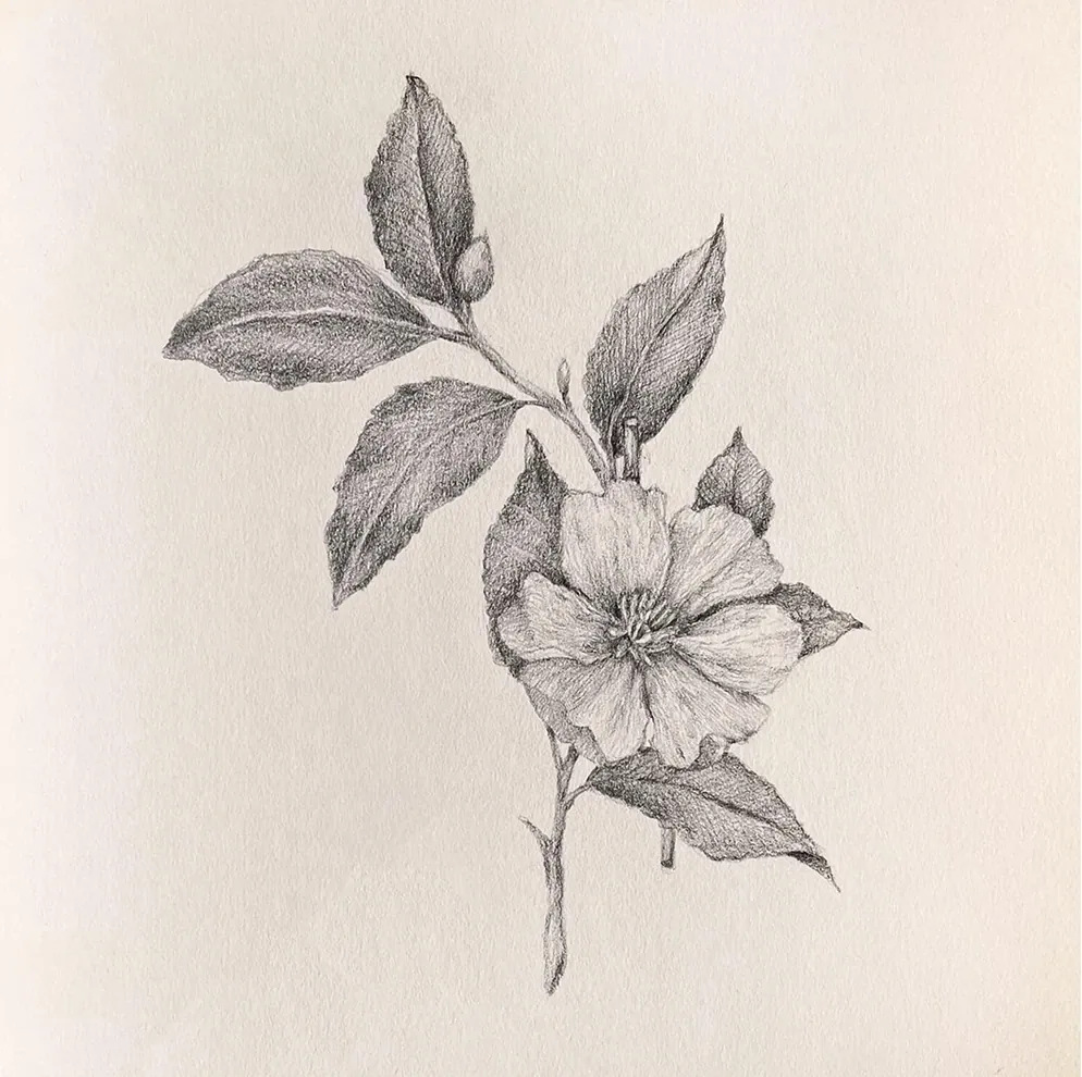Botanical flower sketch