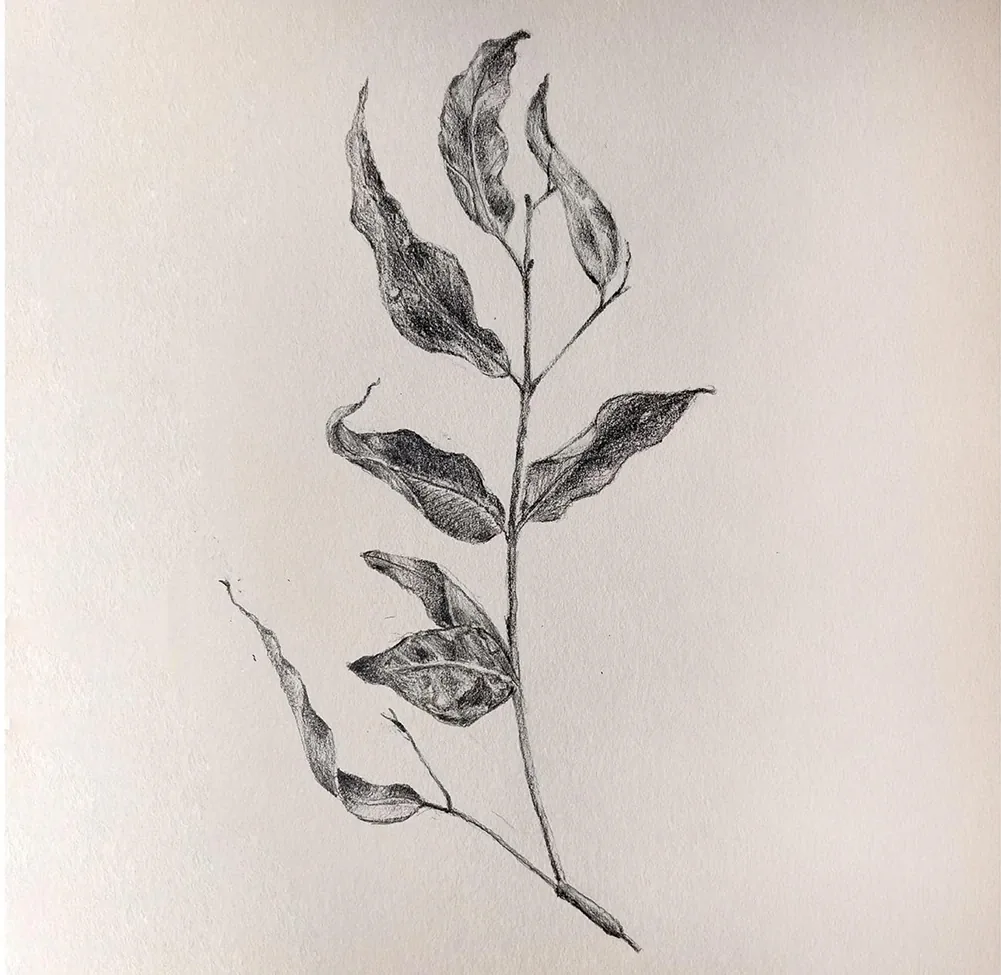 Botanical leaf sketch