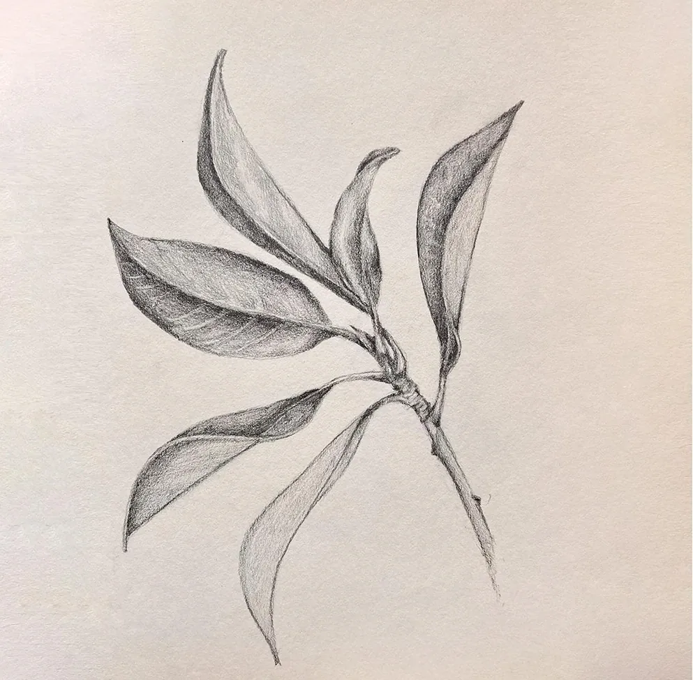 Botanical branch study