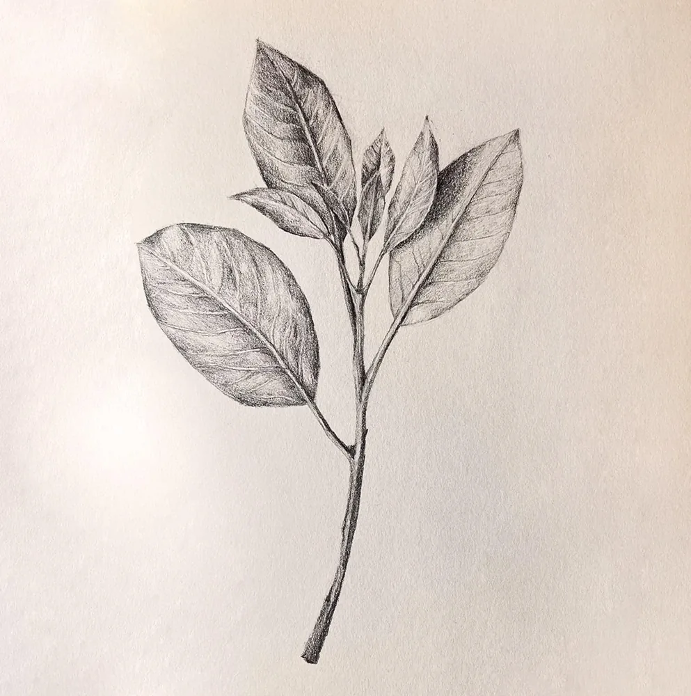 Botanical stem study